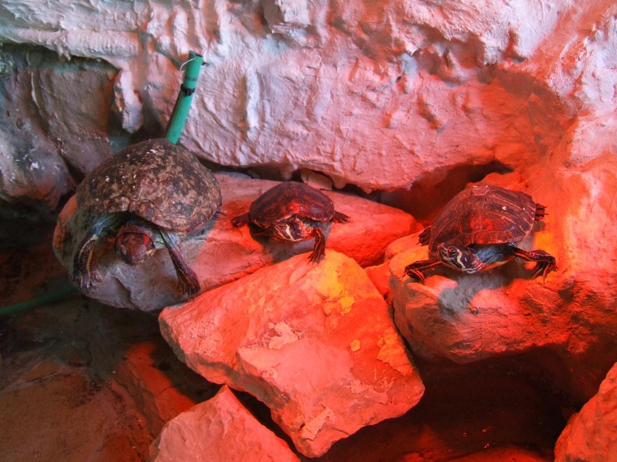 Pollushof Panzio Es Etterem Bed & Breakfast Csolnok Dış mekan fotoğraf